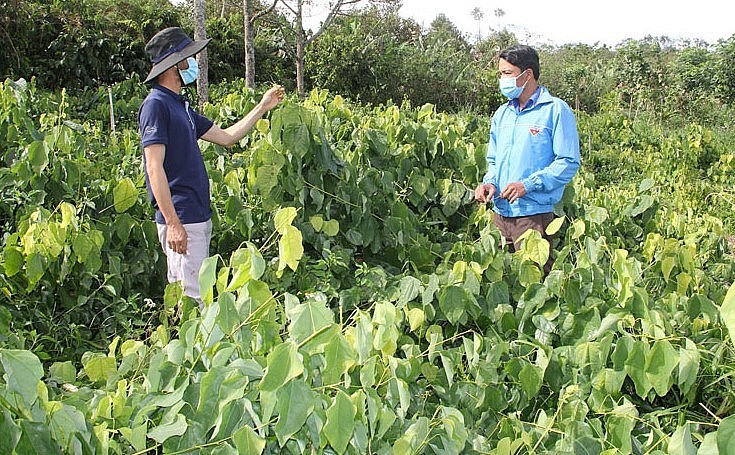 Anh Minh (trái) chia sẻ về kỹ thuật trồng rau bò khai hữu cơ dưới tán cây.