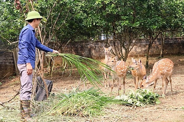 Ông Nguyễn Xuân Triển chăm sóc đàn hươu