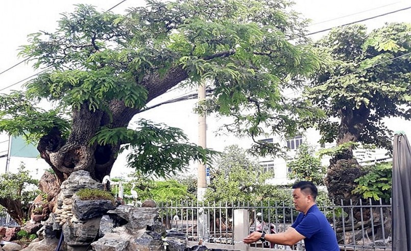 Cây me trăm tuổi của anh Sơn được nhiều “dân chơi” cây cảnh trả giá tiền tỷ vì cây me này có dáng khá đặc biệt.