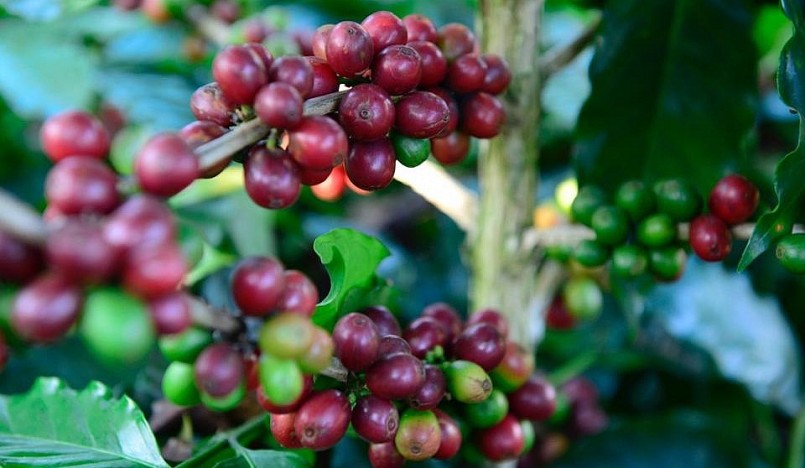 Giá nông sản hôm nay 19/4, giá cà phê trên thị trường thế giới tiếp tục tăng khởi sắc trên sàn kỳ hạn. 