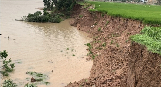 Hàng nghìn mét khối đất nông nghiệp bị sạt lở xuống sông Lục Nam