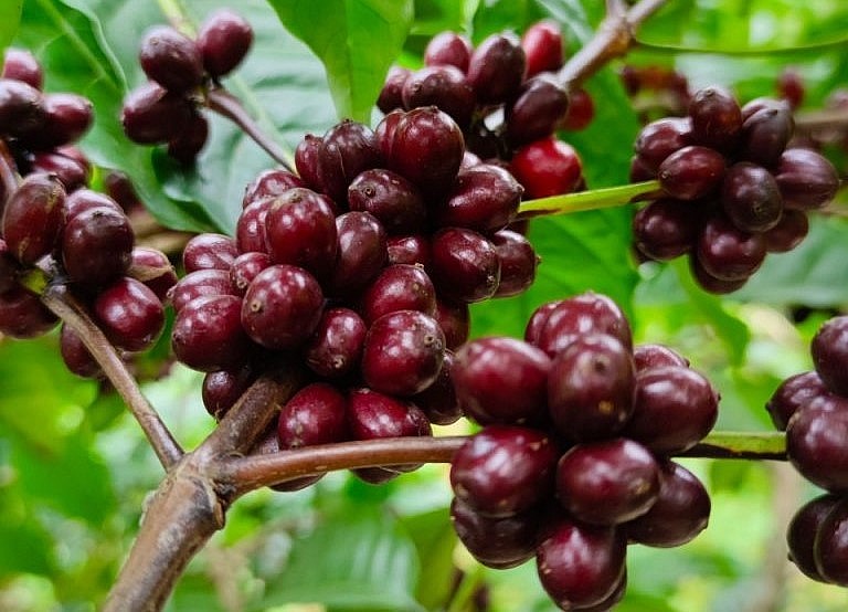 Giá nông sản hôm nay 20/4, giá cà phê biến động trái chiều trên sàn kỳ hạn. Tại thị trường trong nước tăng nhẹ 100 đồng/kg.