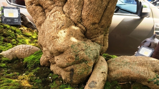 Cây gấc bonsai trên 100 tuổi cực hiếm, đẹp cỡ nào mà có giá 150 triệu đồng?