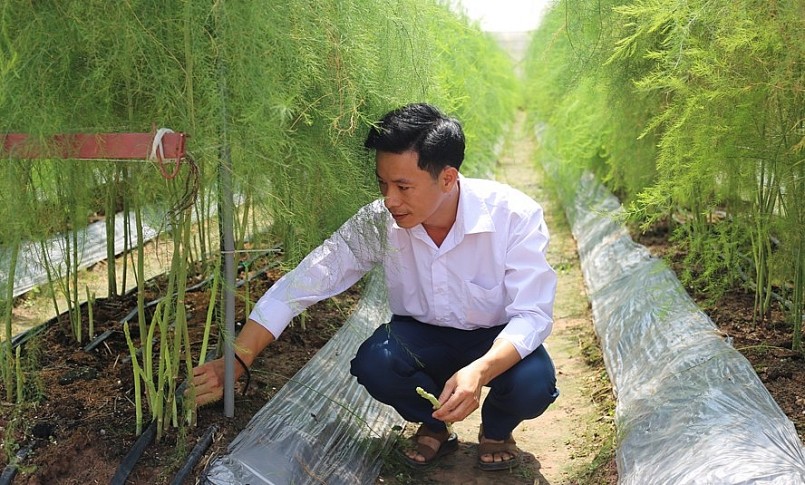 Mô hình trồng măng tây hiệu quả tại xã Sơn Công (huyện Ứng Hòa).