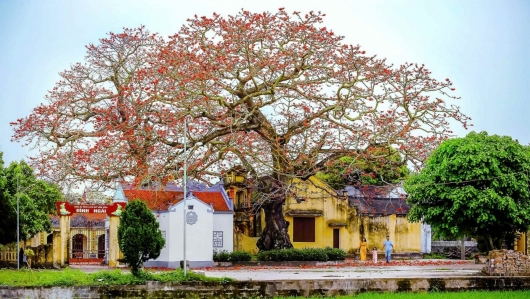 Hai cây gạo linh thiêng ở Thái Bình nở hoa đỏ rực, vì sao được tôn kính gọi "cây ông, cây bà"?