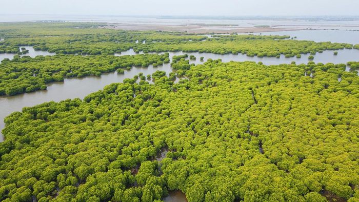 Quản lý, bảo vệ rừng ngập mặn - Báo Quảng Ninh