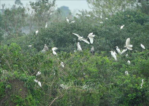 Cấp bách bảo tồn các loài chim hoang dã tại Việt Nam | Chính sách | Báo ảnh  Dân tộc và Miền núi
