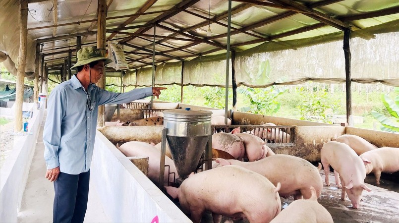 Giá heo hơi hôm nay 21/4, biến động trái chiều khi đà tăng, giảm không đồng nhất giữa các địa phương. Hiện giá heo giao động quanh mức 51.000 - 55.000 đồng/kg.