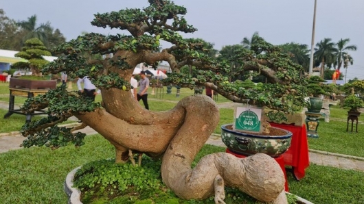 2.000 siêu phẩm bonsai 'ngọa hổ tàng long' đang tạo sức hút đặc biệt tại Quảng Ngãi