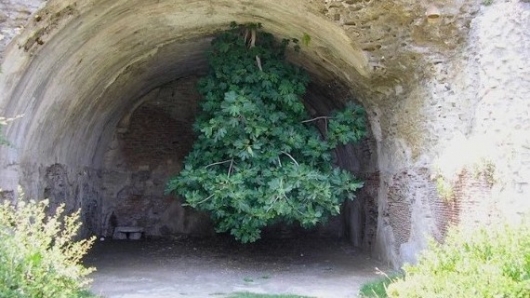 Cây vả mọc ngược - Kỳ quan thiên nhiên của nước Ý