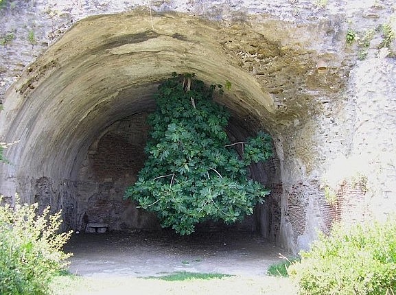 Cây vả mọc ngược - Kỳ quan thiên nhiên của nước Ý