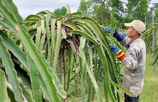 Chỉ trồng thanh long, nông dân Điện Biên cũng có thu nhập 150 triệu đồng mỗi năm