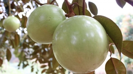 Loại trái cây Việt Nam độc chiếm thị trường toàn cầu, tại Mỹ giá nửa triệu mỗi kg