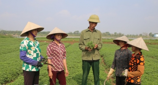 Trồng thứ rau đắng ngắt xanh mướt cả cánh đồng, nông dân Nam Định bán sang cả nước ngoài