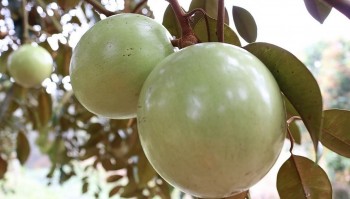 Loại trái cây Việt Nam độc chiếm thị trường toàn cầu, tại Mỹ giá nửa triệu mỗi kg