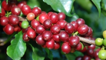 Giá nông sản hôm nay 22/4: Cà phê tăng vớt phiên cuối, hồ tiêu khởi sắc lập đỉnh mới