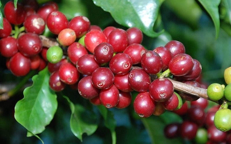 Giá nông sản hôm nay 22/4, cà phê biến động theo chiều hướng trái ngược trên sàn kỳ hạn. 