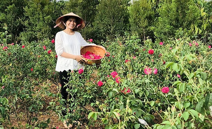 Chị Triệu Thị Loan đang thu hoạch hoa hồng.