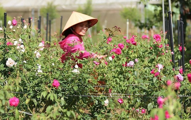 Để làm được mô hình nông nghiệp an toàn, hướng hữu cơ, gia đình chị Triệu Thị Loan buộc phải tuân thủ các quy trình ngặt nghèo.