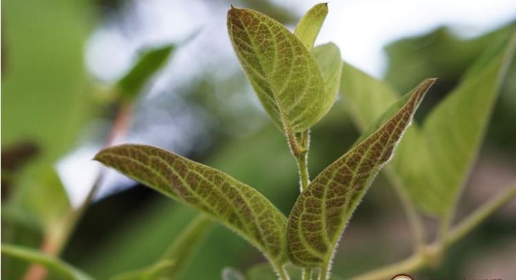 Những bài thuốc hay từ lá mơ lông