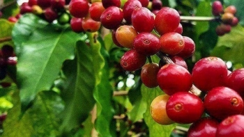 Giá nông sản hôm nay 23/4: Cà phê giữ phong độ tăng, hồ tiêu vững vàng lập đỉnh 67.000 đồng/kg
