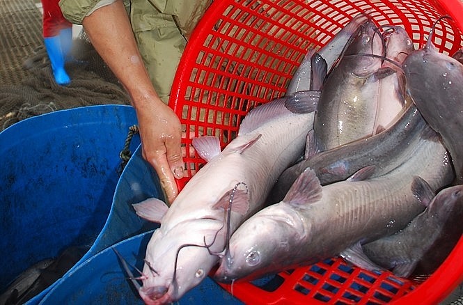 Cá nheo Mỹ phù hợp với nhiều địa phương khi nuôi trên sông, hồ và cho hiệu quả kinh tế cao.