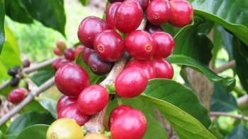 Giá nông sản hôm nay 24/4: Cà phê kỳ hạn loạn nhịp, hồ tiêu giữ giá kịch trần 67.000 đồng/kg