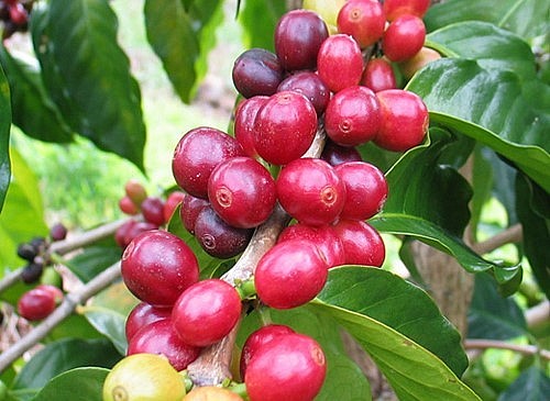 Giá nông sản hôm nay 24/4, Cà phê sàn kỳ hạn biến động trái chiều khi robusta tăng nhẹ.
