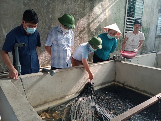 Loài cá được đồn là thần dược cho phái mạnh, nhiều người nuôi thu lãi tiền tỷ