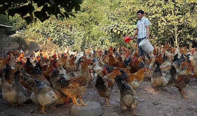 Một trang trại gà Tiên Yên của người dân xã Hà Lâu đang cho thu nhập ổn định.