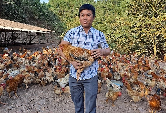 Người dân Tiên Yên vươn lên thoát nghèo nhờ nuôi giống gà đặc sản địa phương. 