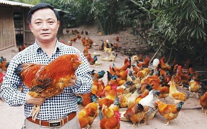 Anh Lý Văn Diểng đã nâng tầm giá trị giống gà Tiên Yên và giúp cho hàng nghìn nông dân làm giàu.