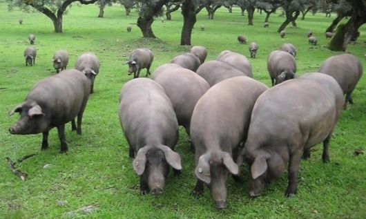 Lợn đen Ibérico có gì đặc biệt mà một chiếc đùi giá trăm triệu đồng