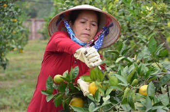 Hòa Bình hỗ trợ giống để thực hiện tái canh cây cam trên địa bàn huyện Cao Phong