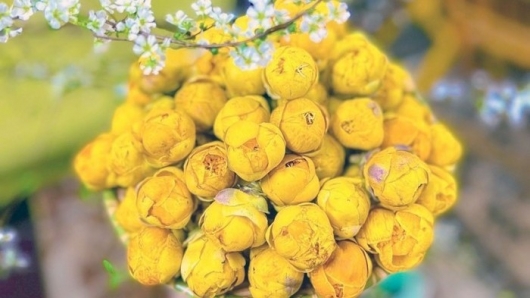 Trà hoa vàng Bắc Kạn, hành trình từ cây dại trong rừng thành vàng xanh mỗi cân thu tiền triệu