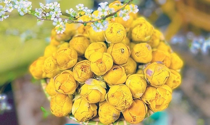 Cây trà hoa vàng đã trở thành vang xanh khi mỗi kg hoa khô có giá hàng triệu đồng.