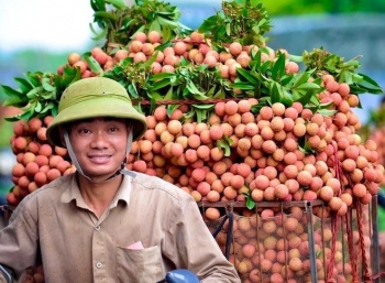 Bắc Giang: Chuẩn bị cho một mùa vải bội thu