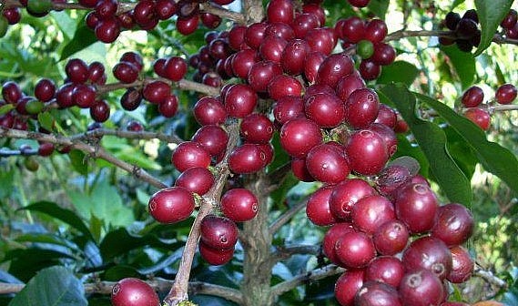 Giá nông sản hôm nay 25/4, giá cà phê chứng kiến phiên giao dịch tăng khởi sắc trên sàn kỳ hạn.