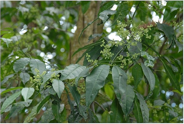 Lá, thân, cành và rễ của cây bá chạc đều được dùng làm thuốc chữa bệnh