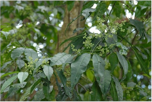 Loài cây toàn thân là "mỏ vàng", người Việt cứ vào rừng là chặt được