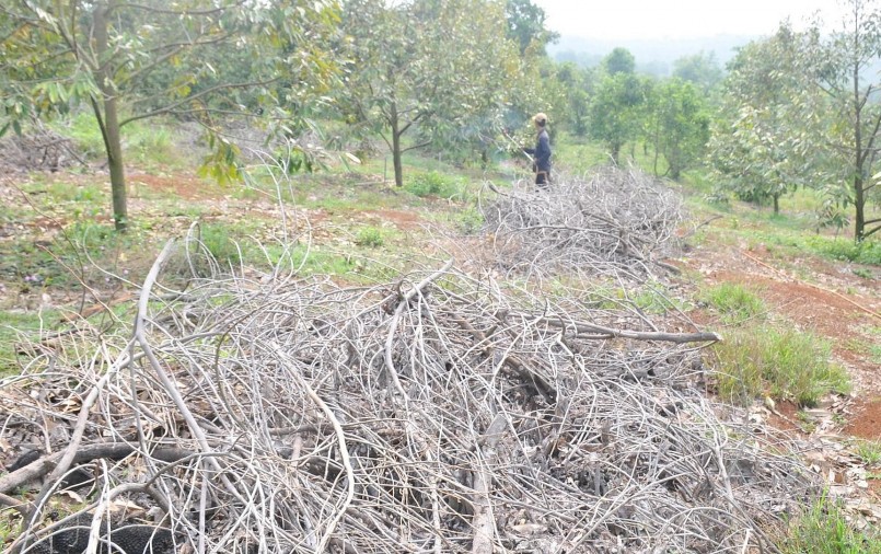 Nhiều nhà vườn ở tỉnh Đắk Nông phá bỏ vườn mít Thái để trồng sầu riêng.