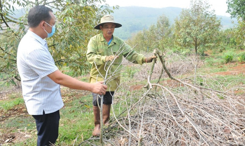 Ông Lầu A Ửng (bên phải) ở thôn Phú Xuân, xã Đắk Nia (TP Gia Nghĩa, tỉnh Đắk Nông), tiếc nuối khi đã chặt bỏ vườn mít Thái trước đó.