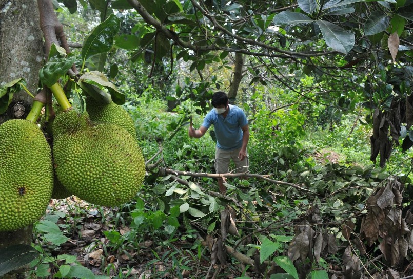 Vườn mít của ông Hoàng Văn Huy, xã Đắk Nia (TP Gia Nghĩa, tỉnh Đắk Nông), không hiệu quả vì chất lượng trái kém.