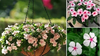 5 loại hoa càng nóng càng nở điên cuồng, nếu trồng bây giờ 30 ngày sau sẽ khoe sắc rực rỡ
