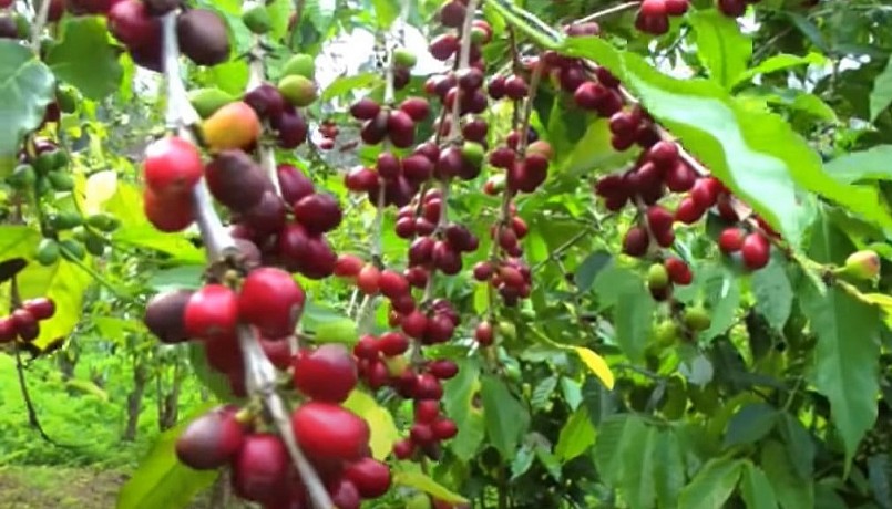 Giá nông sản hôm nay 26/4, cà phê đồng loạt giảm trên thị trường thế giới. 