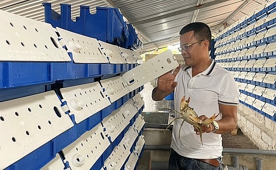 Thành công từ nuôi tôm thâm canh, anh Thủy tiếp tục đầu tư nuôi cua biển trong hộp nhựa.