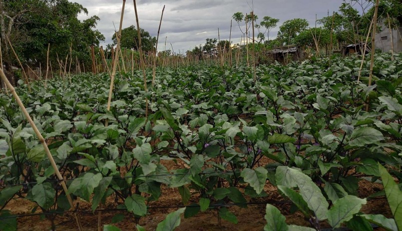 Người dân tại huyện Ninh Sơn chuyển đổi cây trồng sang cà tím và áp dụng công nghệ cao.