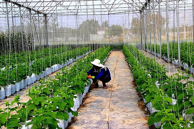 Tây Ninh: Tổ chức diễn dàn kết nối doanh nghiệp đầu tư, phát triển hệ sinh thái nông nghiệp công nghệ cao