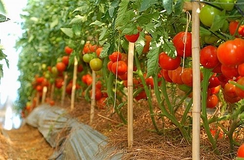 4 loại rau bổ dưỡng lại dễ trồng nhất quả đất, không cần chăm vẫn tốt um trong vườn
