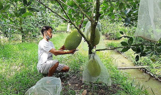 Tỉnh Tiền Giang có 450 mã số trái cây bị thu hồi do cấp cả những hộ kinh doanh nhỏ lẻ. 